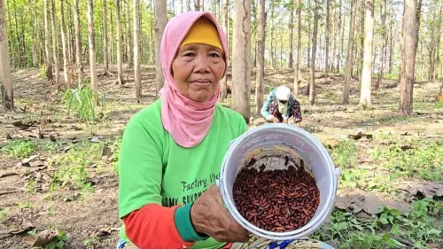 Puluhan Warga Desa Ngargosari Sumberlawang Sragen Berburu Entung Jati, Dimasak Rica-Rica hingga Dijual Mentah Rp15.000 per Gelas